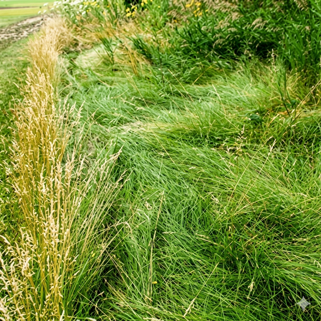 No Mow Lawn Grass Seed – Dwarf Fine Fescue Mix - 1 lb