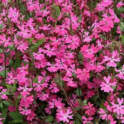 Close-up of pink flowers with green leaves