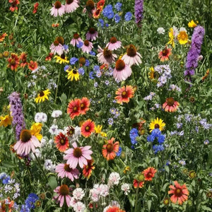 Northeast Wildflower Seeds - Mix