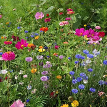 Northeast Wildflower Seeds - Mix