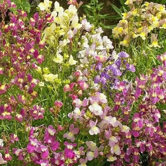 Colorful mix of flowers including purple, white, and pink in a garden setting.