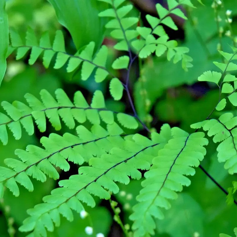 Close-up of a green fern with a blurred background