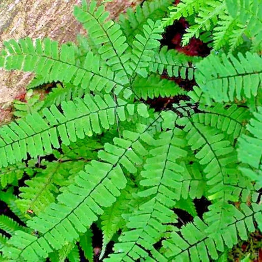 Close-up of a green fern leaf