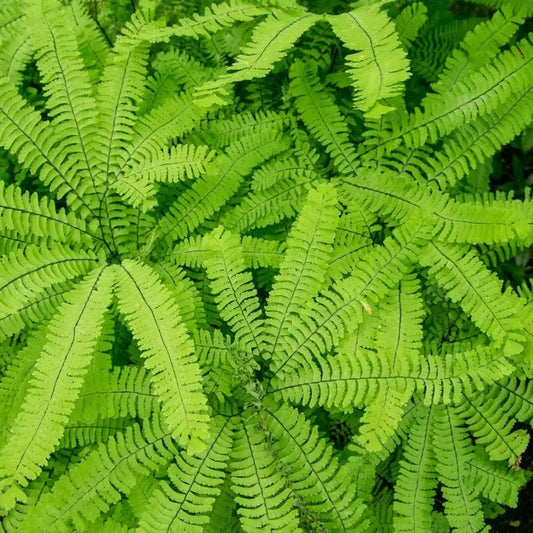 Close-up of a vibrant green fern leaf