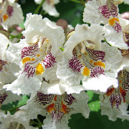 50 Northern Catalpa Tree Seeds – Catalpa Speciosa | Flowering Shade Tree