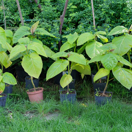 50 Northern Catalpa Tree Seeds – Catalpa Speciosa | Flowering Shade Tree