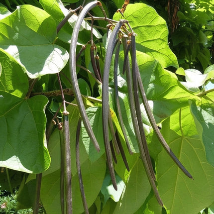 50 Northern Catalpa Tree Seeds – Catalpa Speciosa | Flowering Shade Tree
