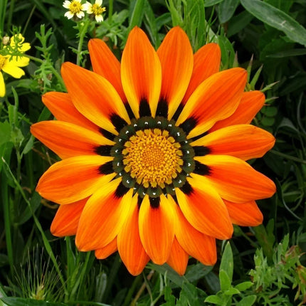 Gazania Seeds Collection | Bright, Easy-Grow Perennial Flowers