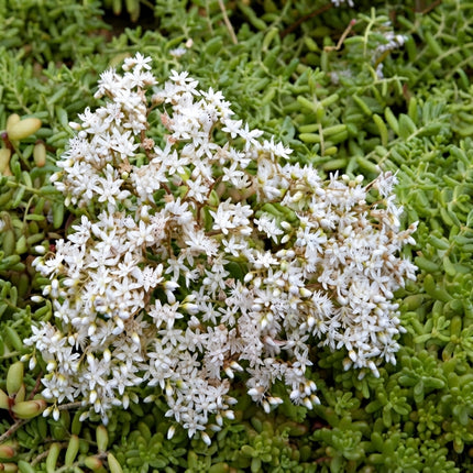 Oktoberfest Sedum Seeds – Low-Growing Succulent Ground Cover with Clusters of Delicate White Flowers, Drought-Tolerant Rock Garden Plant Seed World