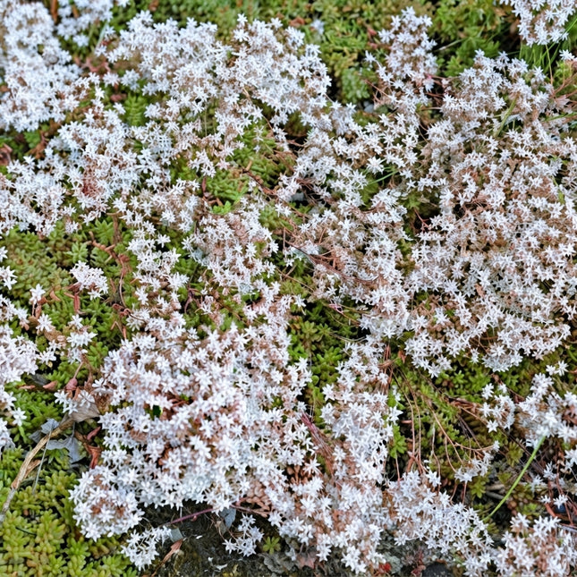 50 Oktoberfest Sedum Seeds – Autumn Joy Stonecrop Flower