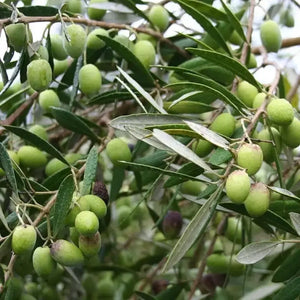 15 Olive Tree - Olea Europaea Seeds