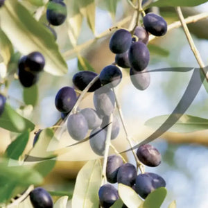 15 Olive Tree - Olea Europaea Seeds