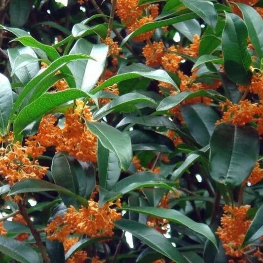 Orange Flowering Fragrant Tea Olive Live Plant - 1 Qt.