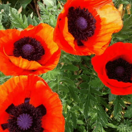 5000 Prince of Orange Papaver Oriental Poppy Seeds
