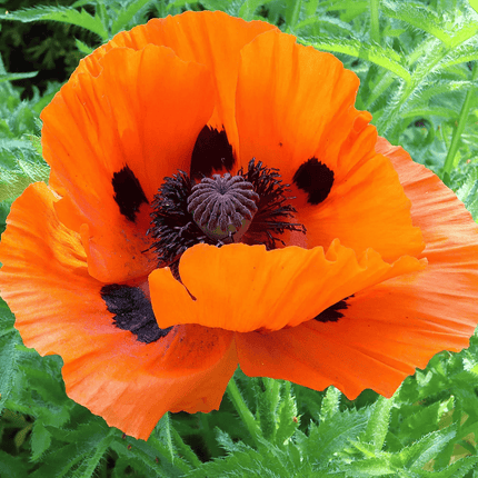 5000 Prince of Orange Papaver Oriental Poppy Seeds