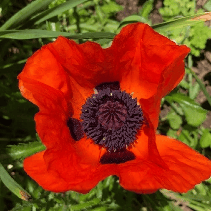 Orange Papaver Oriental Poppy Seeds – vibrant garden bloom with striking orange petals, ideal for sunny flower beds and pollinator-friendly gardens.  Seed World