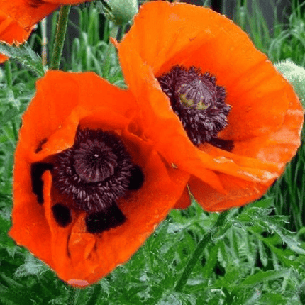 5000 Prince of Orange Papaver Oriental Poppy Seeds