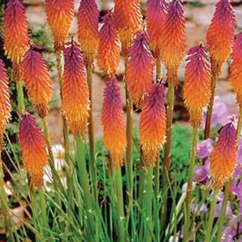 25 Orange Purple Hot Poker Torch Lily Seeds