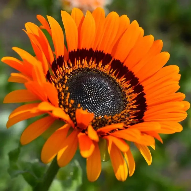 Close-up of Orange Venidium Cape Daisy flower showing sunflower-like petals