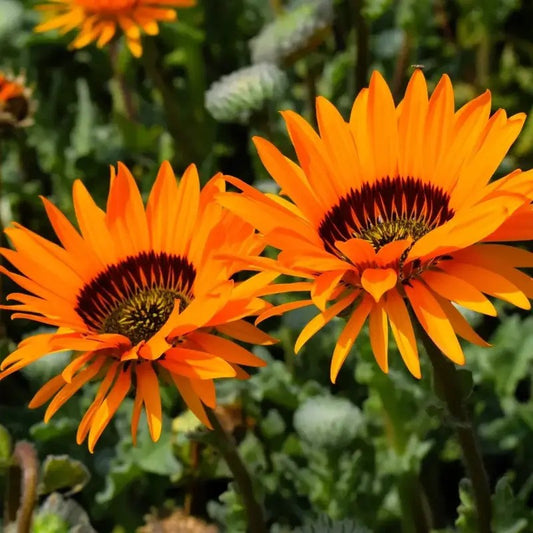 Bright orange Venidium Monarch of the Veldt flowers with dark centers in full bloom