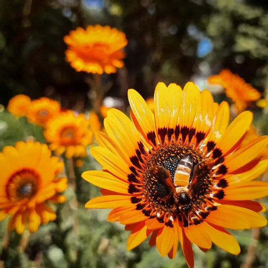 Pollinator-friendly Orange Venidium flower with bee collecting nectar