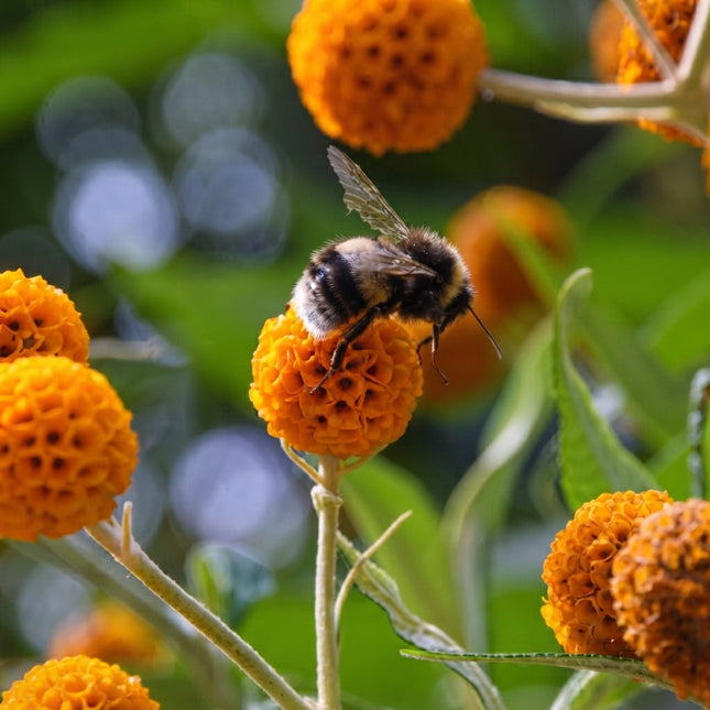 Orange Ball Tree Seeds – Buddleja globosa with Vibrant Orange Globe Flowers, Pollinator-Friendly Ornamental Shrub for Gardens. Seed World