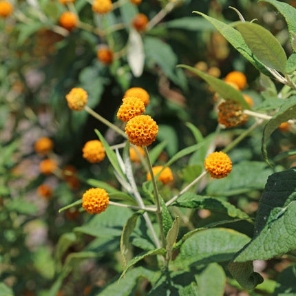 Orange Ball Tree Seeds – Buddleja globosa - 10 Seeds