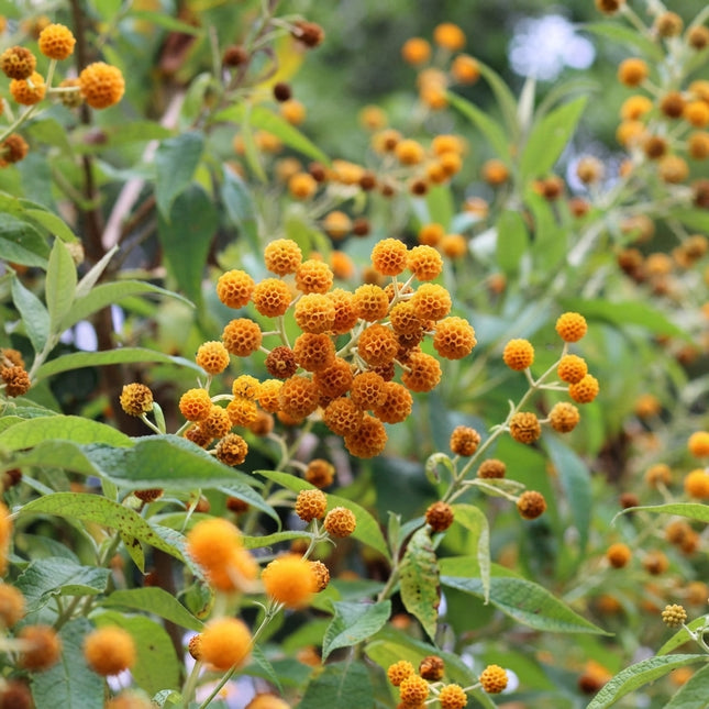 Orange Ball Tree Seeds – Buddleja globosa - 10 Seeds