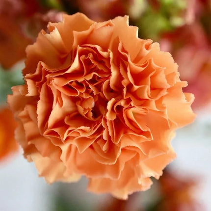 50 Orange Chabaud Carnation Seeds – Dianthus Double Orange Flower