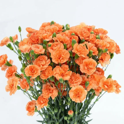 50 Orange Chabaud Carnation Seeds – Dianthus Double Orange Flower
