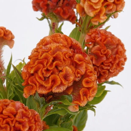 Orange Cockscomb Celosia flowers with large ruffled crested blooms. Seed World