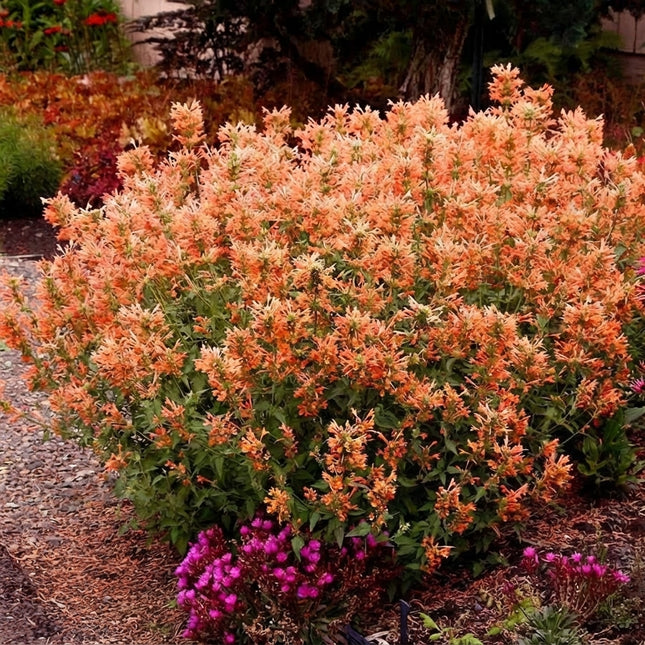 Orange Hyssop Agastache Perennial Seeds – Vibrant Orange Flower Spikes, Fragrant Pollinator-Friendly Garden Plant for Borders and Cottage Gardens. Seed World
