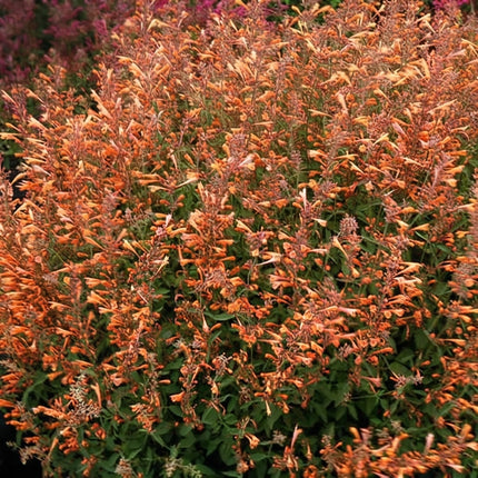 100 Orange Hyssop Seeds – Agastache Perennial Hummingbird Flower