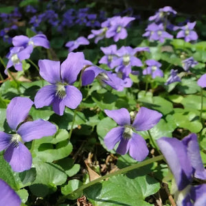 20 Organic Common Blue Violet Seeds