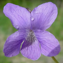 20 Organic Common Blue Violet Seeds