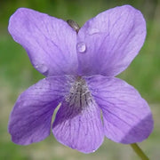 20 Organic Common Blue Violet Seeds