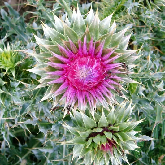 Close-up of a pink thistle flower with green leaves