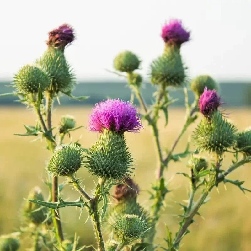 Purple thistle flowers in a field with a blurred background