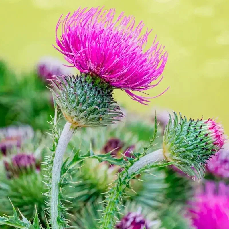 Close-up of a pink thistle flower with green leaves on a blurred yellow background