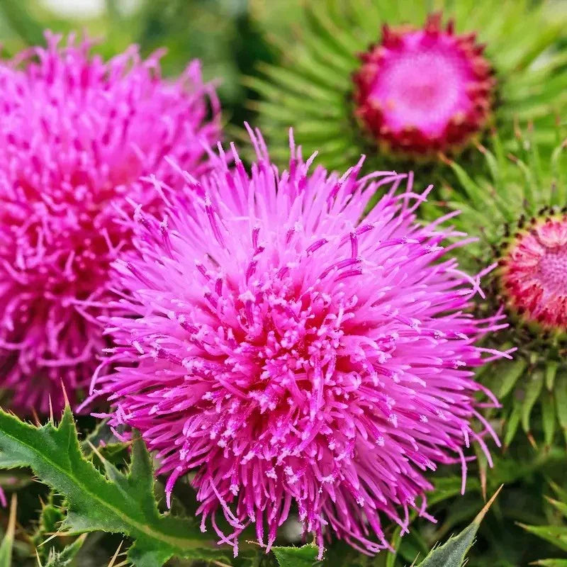 Close-up of pink thistle flowers with green leaves