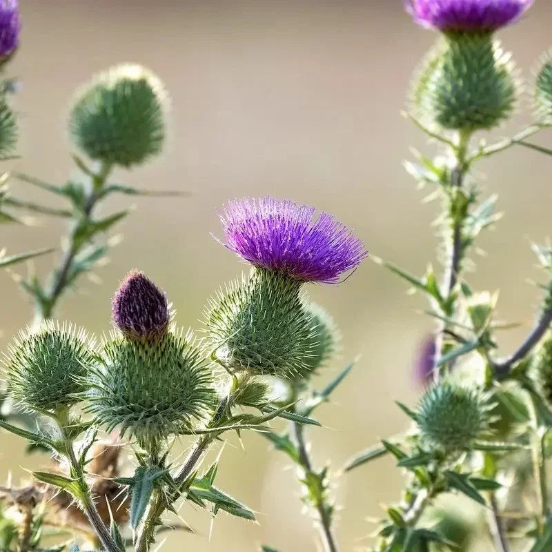Close-up of purple thistle flowers with a blurred background