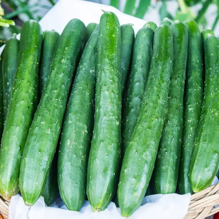 Organic Japanese Tokiwa Tokyo cucumbers with crisp, smooth green skin, a productive Asian cucumber variety ideal for home gardens and fresh harvests. Seed World