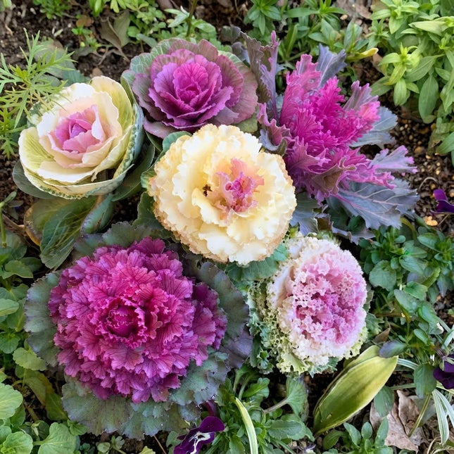 Ornamental kale growing in vibrant pink, purple, cream and green rosettes, a colorful cool-season garden plant ideal for borders, containers and decorative fall displays. Seed World