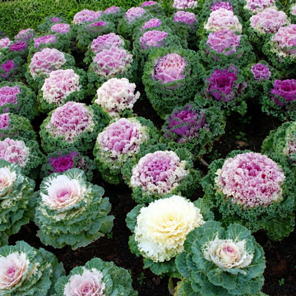 25 Ornamental Kale Seeds – Brassica Oleracea | Colorful Fall Garden Flowering Kale