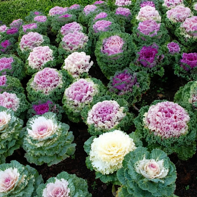 25 Ornamental Kale Seeds – Brassica Oleracea | Colorful Fall Garden Flowering Kale