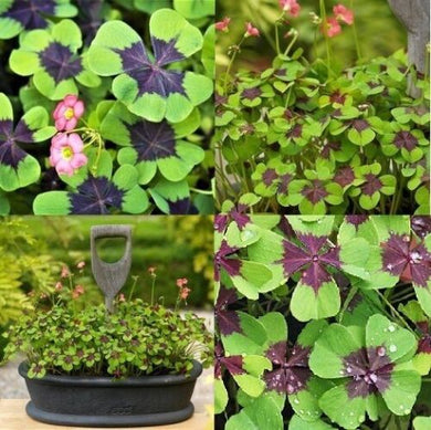 10 Oxalis Iron Cross Bulbs - Good Luck Plant