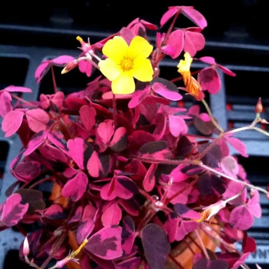 Oxalis ‘Plum Crazy’ Wood Sorrel Plant – Live 2” Pot