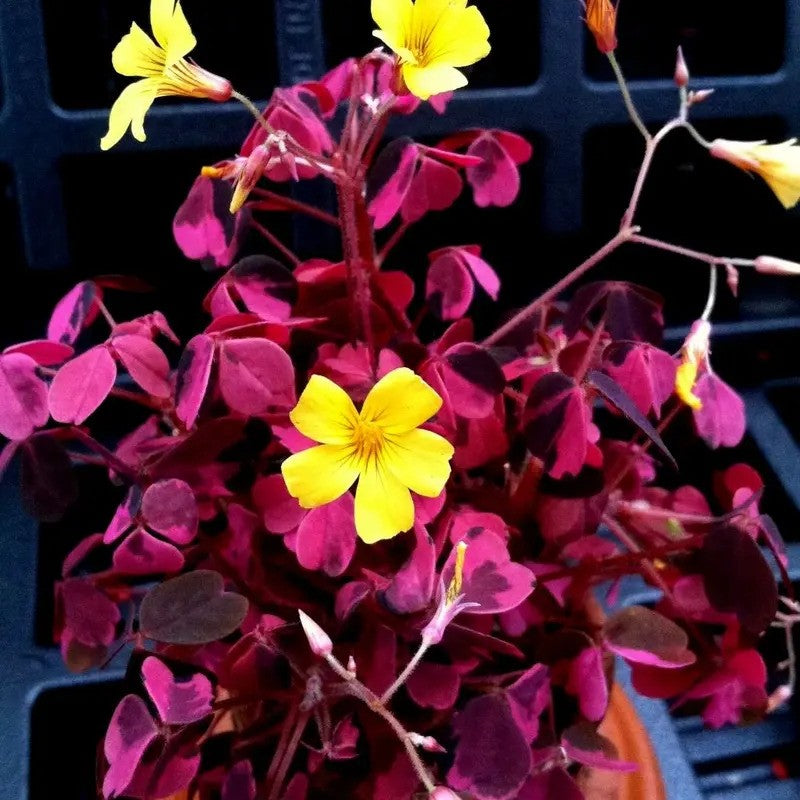 Oxalis ‘Plum Crazy’ Wood Sorrel Plant – Live 2” Pot