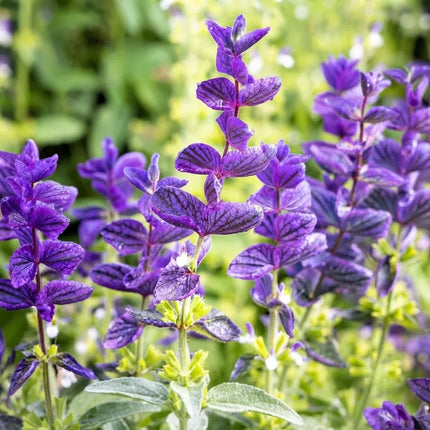 50 Oxford Blue Sage Seeds – Salvia farinacea | Vibrant Blue Perennial Flower