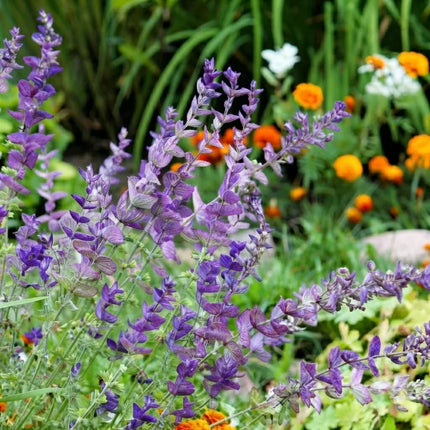 Oxford Blue Sage (Salvia farinacea) with vibrant purple flower spikes, perfect for pollinator gardens, cottage landscapes, borders, and long-lasting summer blooms. Seed World